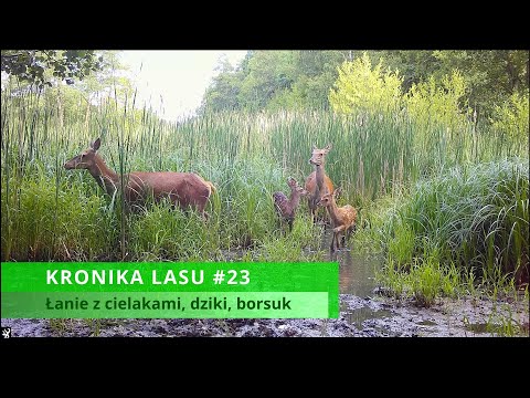 KRONIKA LASU #23 - łanie z cielakami, dziki, borsuk, żurawie, byki (trail cam, fotopułapka 2023)