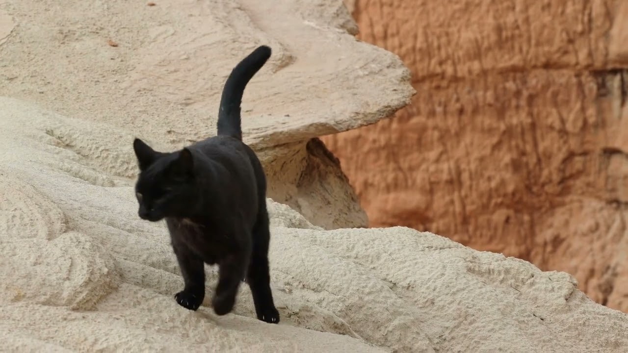 Vicky's Senior Cat Workout