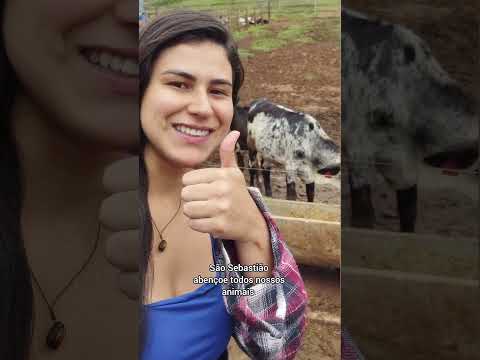 leilão de gado beneficente em Carvalhos Mg, as 13h.. #SãoSebastião #leilao #bezerra #Tradição #roça