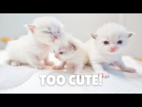 Learn How Baby Ragdoll Kittens Grow: 0-14 days! TOO CUTE 🥰