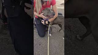 Video preview image #1 American Pit Bull Terrier-Unknown Mix Puppy For Sale in phoenix, AZ, USA