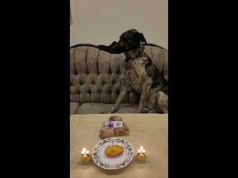 happy birthday Elahe 🎂 🥳 تولدت مبارک الهه خانوم