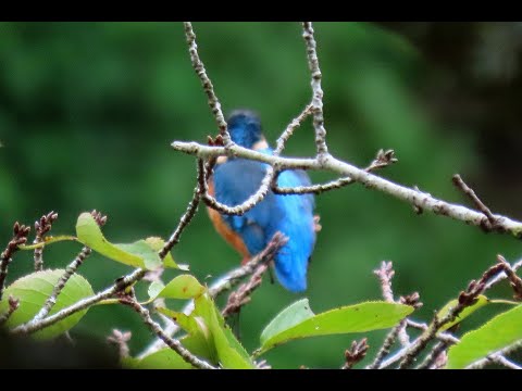 カワセミMOVIE 210919PM