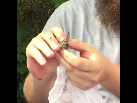 World Migratory Bird Day 2019 September 14 Hummingbird banding Texas
