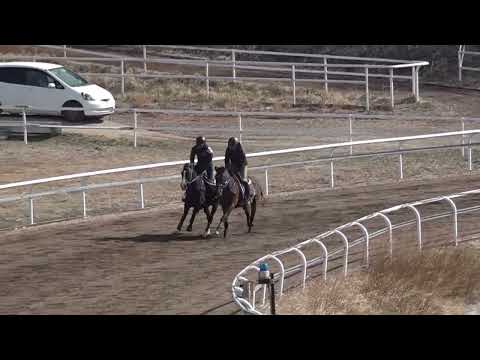 所属馬詳細(ヴィオレンツァ) | ノルマンディーオーナーズクラブ 所属馬詳細(ヴィオレンツァ) | ノルマンディーオーナーズクラブ