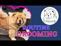 My Recommended Daily Grooming Routine for a Chow Chow.