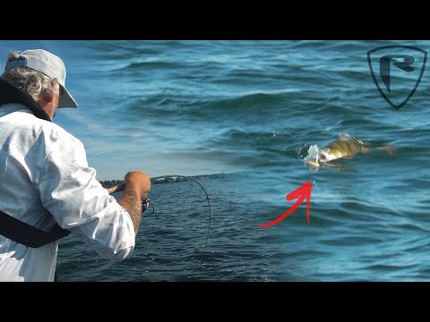 🔴 Endlich eskalieren die BARSCHE! | Oberflächen ACTION am Natursee mit Fred Kotowski 🔴