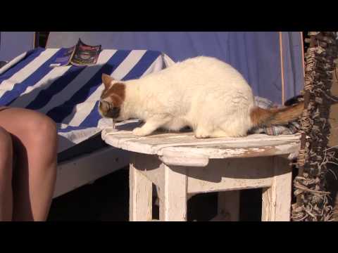 Shedwan Golden Beach. Cats in hotel