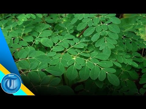 Cara Pengobatan Mata Dengan Daun Kelor #BaliUnik