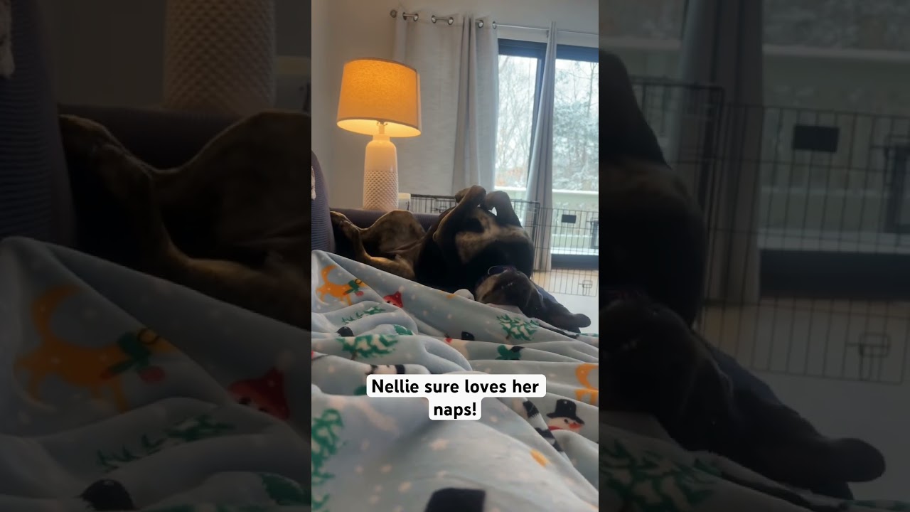 Enlarge Nellie, a Adoptable mixed breed in Watertown, CT video 5/5