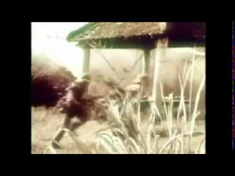 Liberating the South