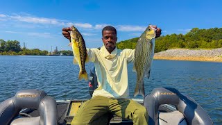 Catching HUGE Stripped Bass + Spotted Bass! - Catch And Cook