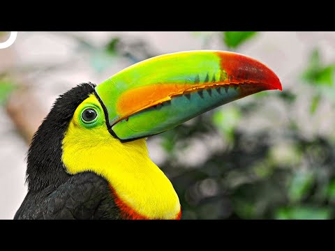 Tukan-Vogel: Symbol für Fülle und Segen | Tierdokumentation | Dokumentarfilm