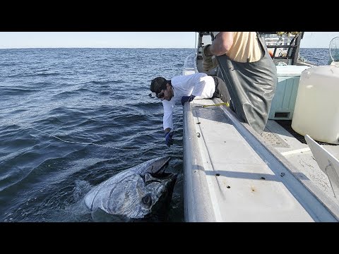 Amazing Gian Tuna Fishing Skill on the Sea - Amazing Giant bluefin tuna, LONG LINE FISHING VIDEOS