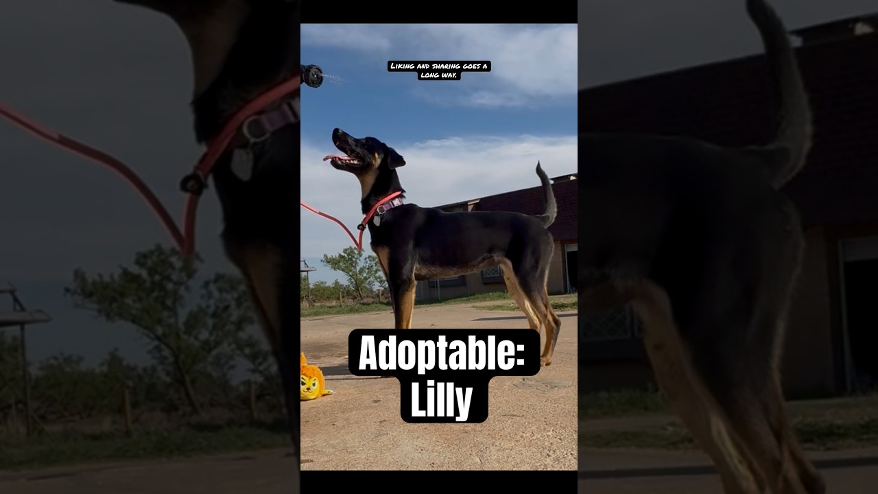 Lilly, a ADOPTABLE mixed breed in Coahoma, TX video 3/5