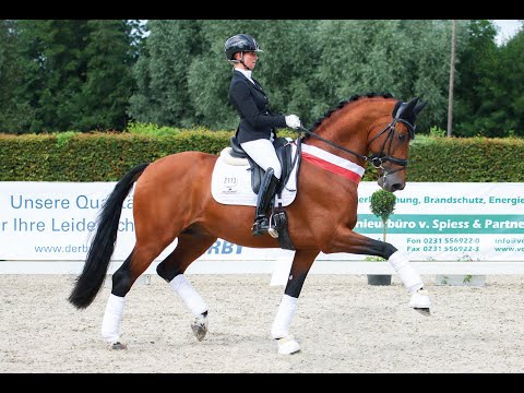 Valverde - Stallion Collection Schockemoehle & Helgstrand 2021 ENG