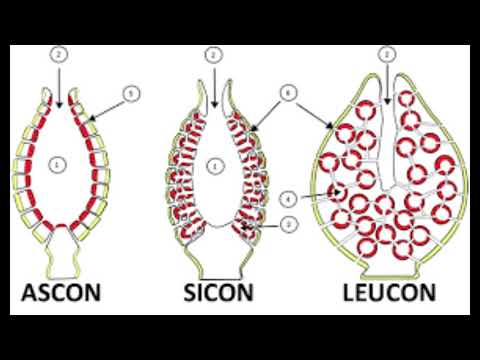 PORÍFEROS - ESPONJAS - CARACTERÍSTICAS - CLASIFICACIÓN -