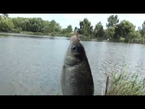 Pescuit la caras balta  Nana -Calarasi iulie 2014