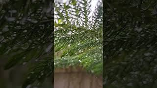 love song😍😍😍😍 #beautiful #song #sweet #异域风情 #attitude #onthisday