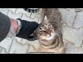 Adorable Tabby Cat Meowing And Asking For Food