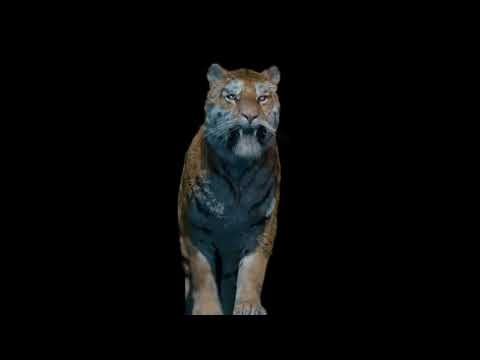 Tiger Rigged and Animated 3d Model