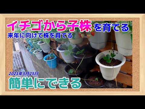 園芸 イチゴのランナーを移植する