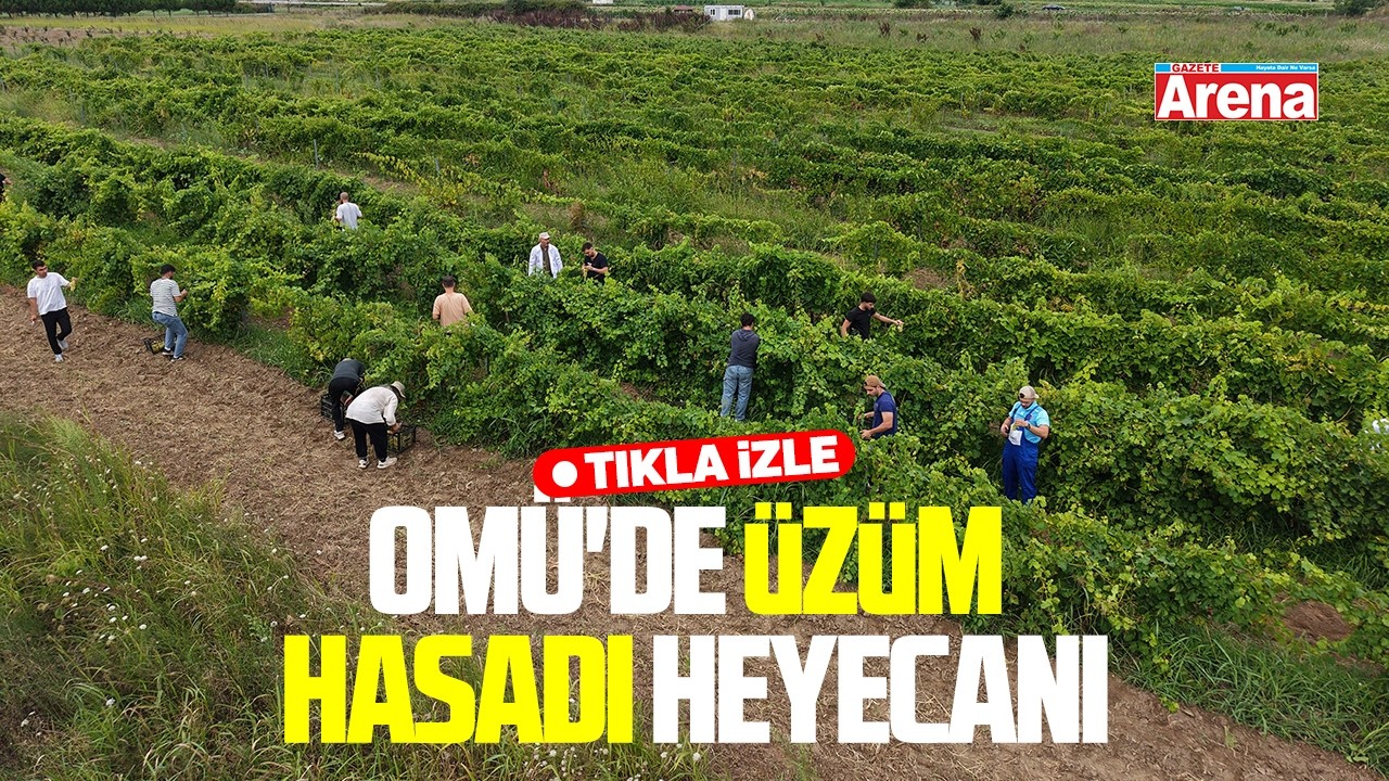 OMÜ'de üzüm hasadı başlıyor