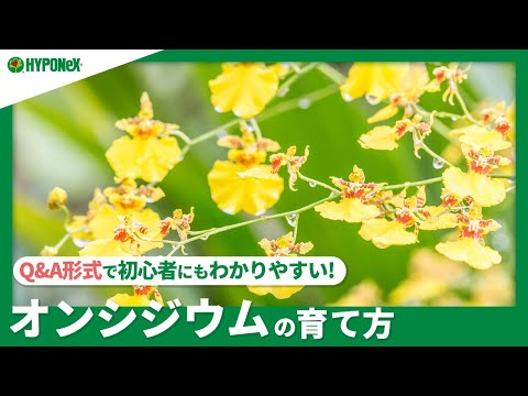 園芸 オンシジウム、誰もが手の届く範囲にあるコレクターの間で珍重される蘭