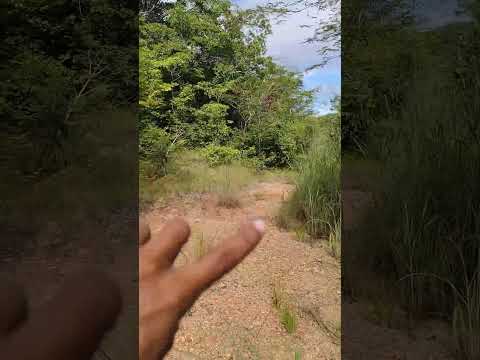 açude grande em sucupira do Riachão Maranhão Brasil 🇧🇷