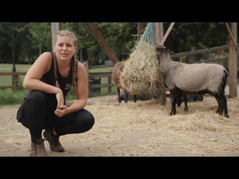 Virtual LCS - The Farm - Vauxhall City Farm 7 - Sheep