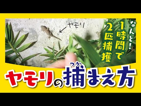 ヤモリ販売中