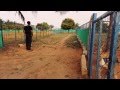 Playing Fetch With Bouncer