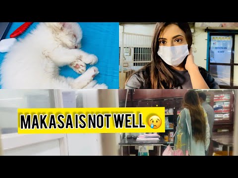 Makasa ki Tabiyat Kharab Ho Gayi 😭 | My Cat is not well | SAMREEN ALI VLOGS