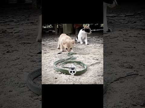 Cat And Snake Fight 💀😯 #cat #cats