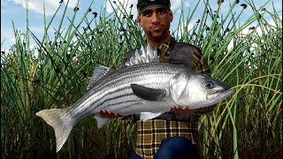 【釣りゲー】ストライプドバスをまったり狙う。「フィッシングプラネット」(fishing planet)