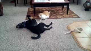 Elvis the cat strikes again!