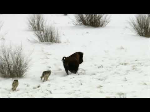 バッファローを狩るオオカミたち｜コールドウォリアーズオオカミとバッファロー｜NATURE｜PBS (Wolves Hunting Buffalo | Cold Warriors: Wolves and Buffalo | NATURE | PBS)