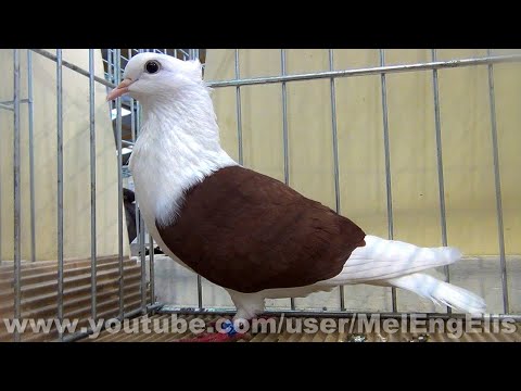 Thurgau Shield Pigeon exhibition