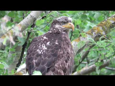 Stare down with a bald eagle