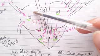 Correção de exercícios   8° ano  Conceitos e ógrãos do sistema circulatório 1