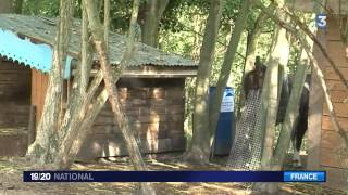 La vache Cornette rachetée à son propriétaire