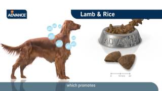 Advance Medium-Maxi Sensitive Lamb & Rice 3 кг 923544 - відео 1
