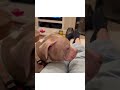 Bright Pink, Nearly Hairless Dog With Runny Nose Needs A Savior NOW After Harsh Life [STORY BELOW]