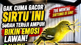 Download lagu Pancingan sirtu terbaik sepanjang masa,ampuh bikin emosi lawan mp3