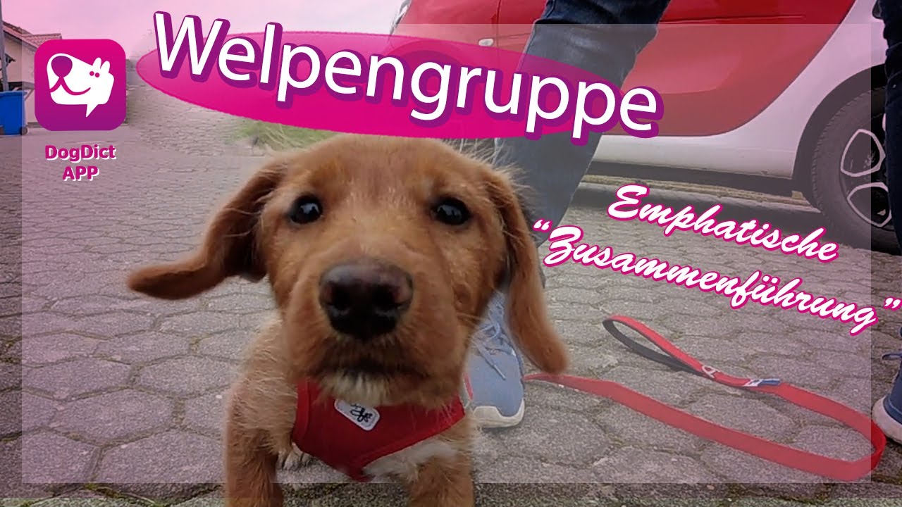 Welpengruppe, Hundetrainerin Alex Angrick von der App DogDict erklärt die Hundesprache