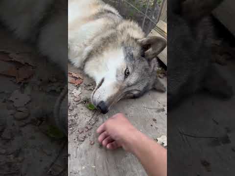 Don&rsquo;t Touch My Leaf! #dog #wolf #pets #wildlife #animals #funny #cute #shorts #viralshort #nature