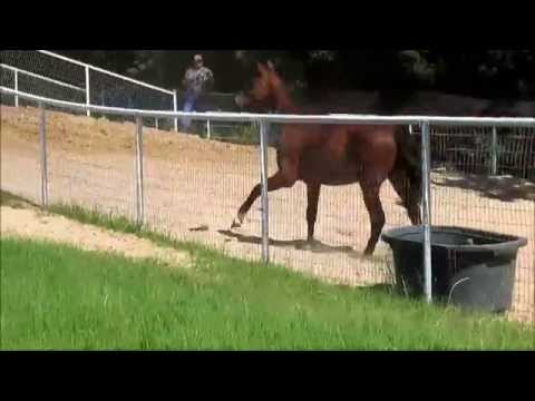 Imported 2014 Belantis filly canter