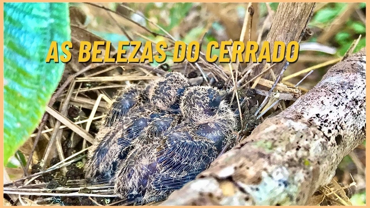 Belezas do Cerrado
