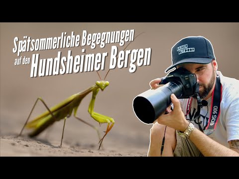 Spätsommerliche Begegnungen auf den Hundsheimer Bergen - Naturfotografie mit dem Laowa 100mm 2:1