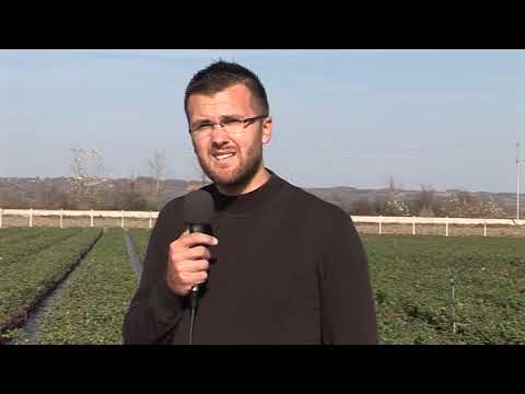 MOJE SELO: Domaće sadnice borovnice za plantaže po sistemu „ključ u ruke“